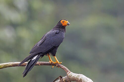 Black caracara, by Charlesjsharp