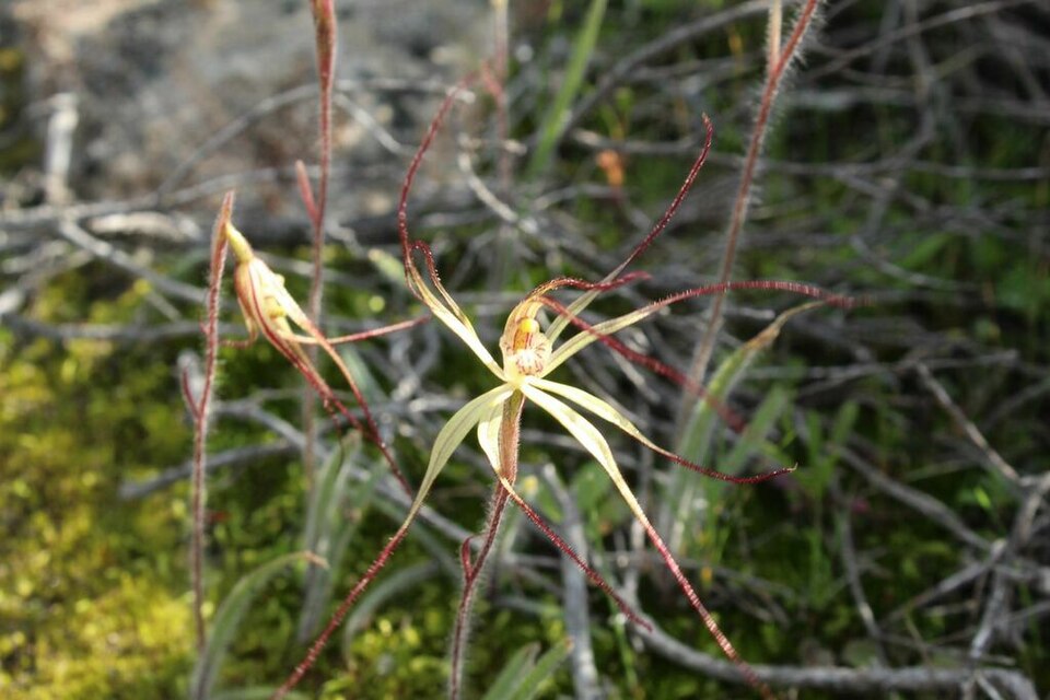 File:Caladenia fuscolutescens.jpg