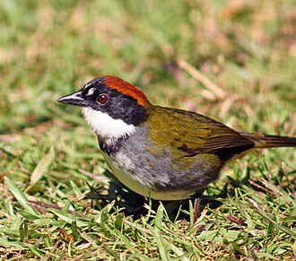Chestnut-capped brushfinch Arremon brunneinucha elsae Costa Rica