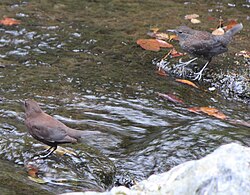 adult and young