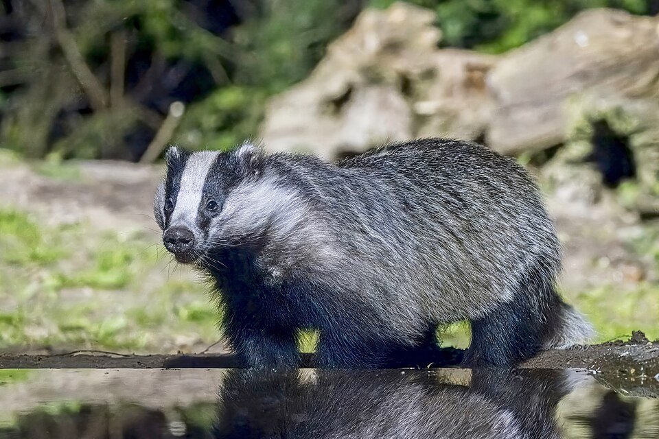 File:European badger (Meles meles taxus) Drenthe.jpg