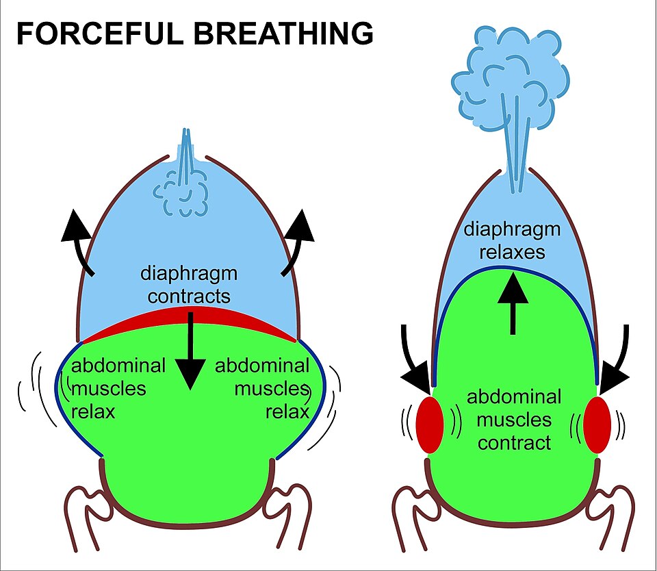 File:Forceful breathing.jpg