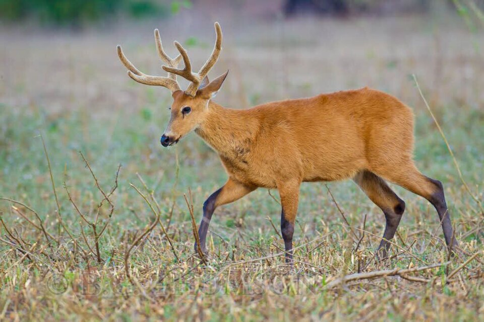File:Marsh deer Pantanal Brazil 2.jpg