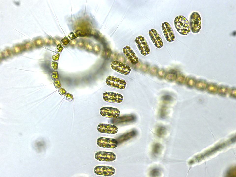 File:Mixed phytoplankton community.png