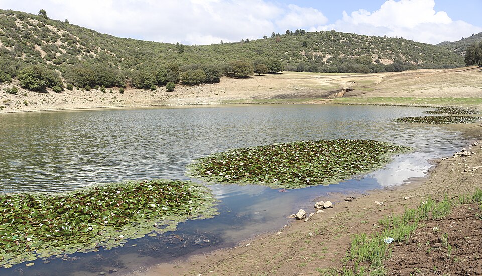 File:Nymphaea alba from Lake Iffer.jpg