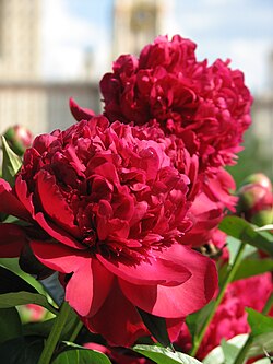 Paeonia 'Ruth Clay',bomb flowered