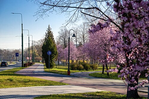 "View of 3 Maja Street with bus lanes, a bikeway and the new section of the historic (monument) Sielecki Park&nbsp;[pl] near Sielecki Castle in Sosnowiec, Poland" taken by User:KrzysztofPoplawski in April 2020