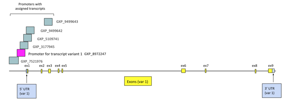 File:Promoters of TMEM39B.png