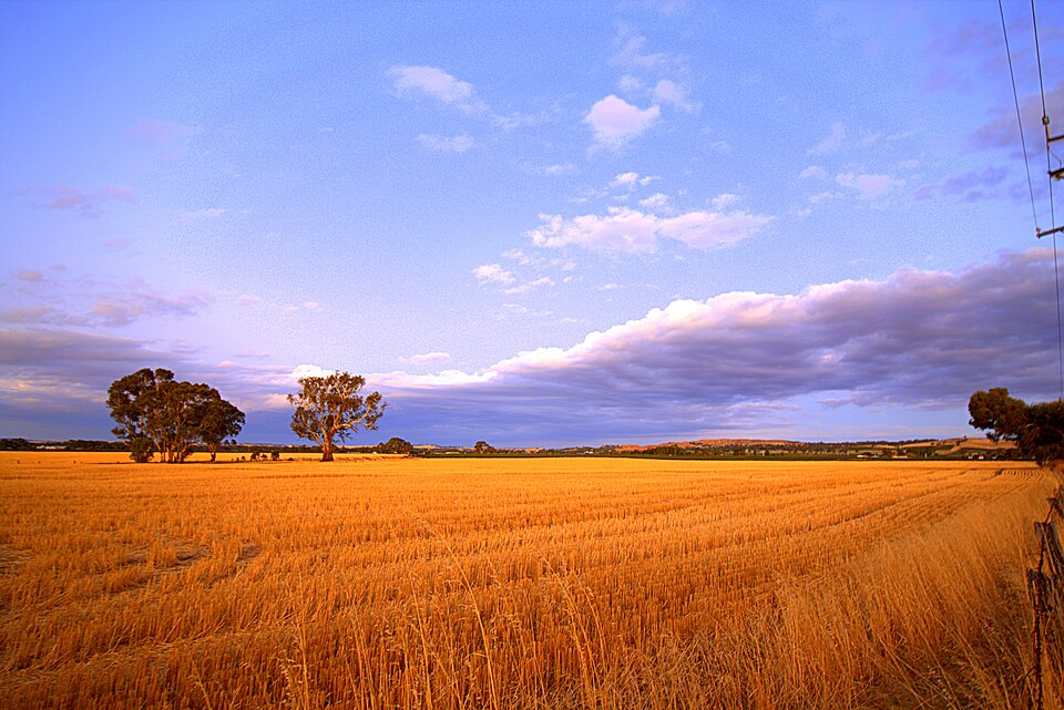File:Twilight Upon Wheat Fields (139677885).jpeg
