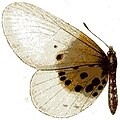 Thumbnail for version as of 19:04, 1 November 2012