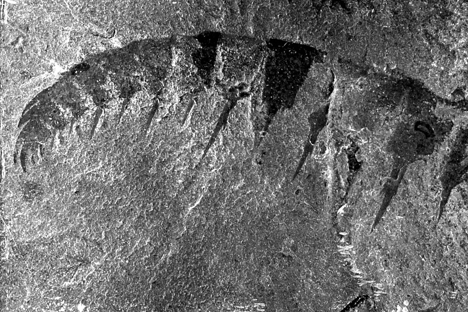 File:Anomalocaris canadensis grasping claw, Burgess Shale.jpg