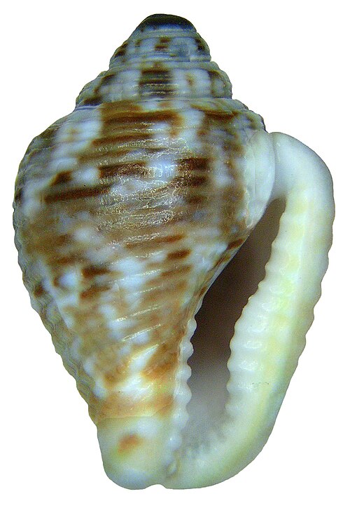 File:Columbella mercatoria (Linné, 1758) (4334061923).jpg