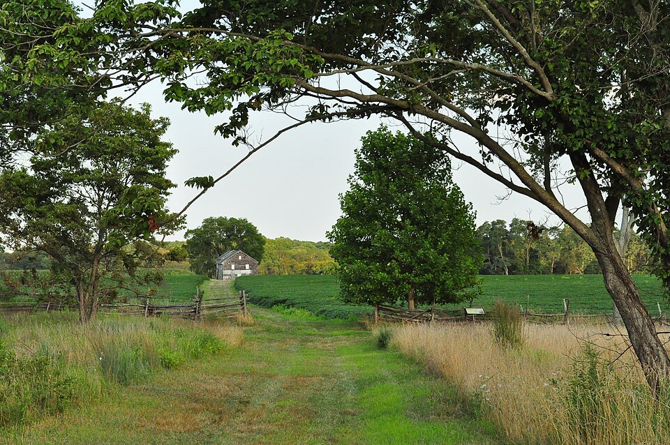 File:Cornfield Monmouth.JPG