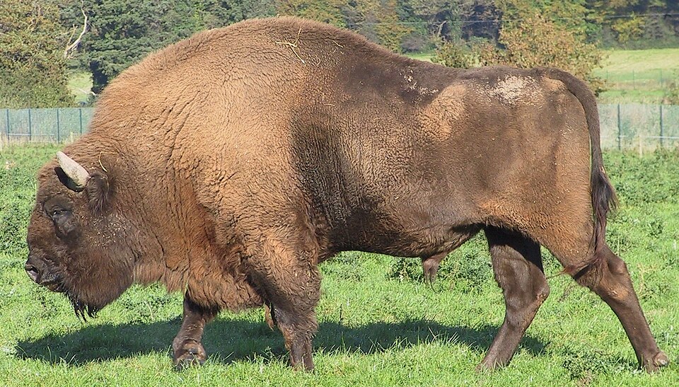 File:European Bison.JPG