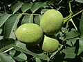Juglans regia
