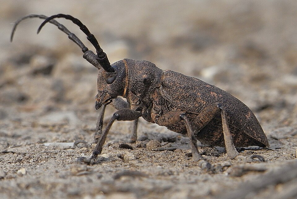 File:Lamia textor side.JPG