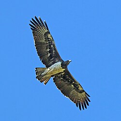 Martial eagle Polemaetus bellicosus Zimbabwe