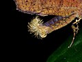 Thumbnail for version as of 04:50, 1 November 2016