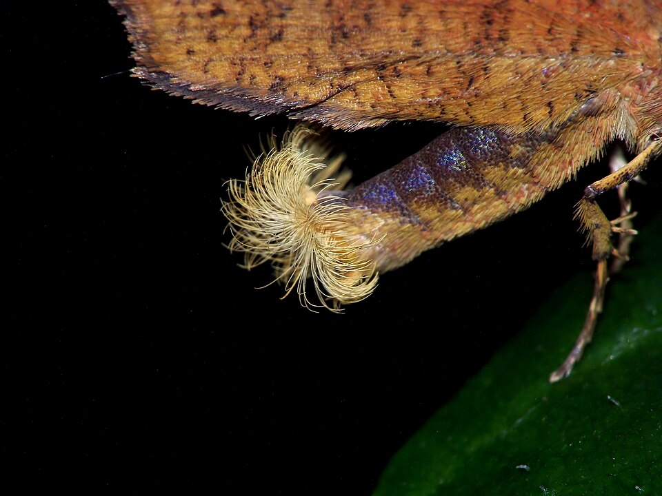 File:Pterodecta felderi 2.jpg
