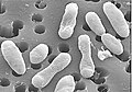 Image 92Scanning electron micrograph of a strain of Roseobacter, a widespread and important genus of marine bacteria. For scale, the membrane pore size is 0.2 μm in diameter. (from Marine prokaryotes)