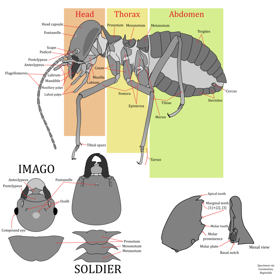 File:TermiteAnatomy.png