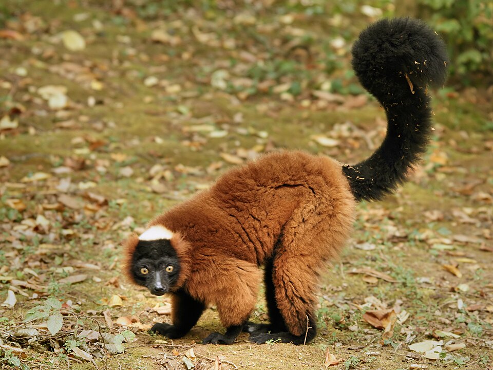 File:Varecia rubra (habitus).jpg
