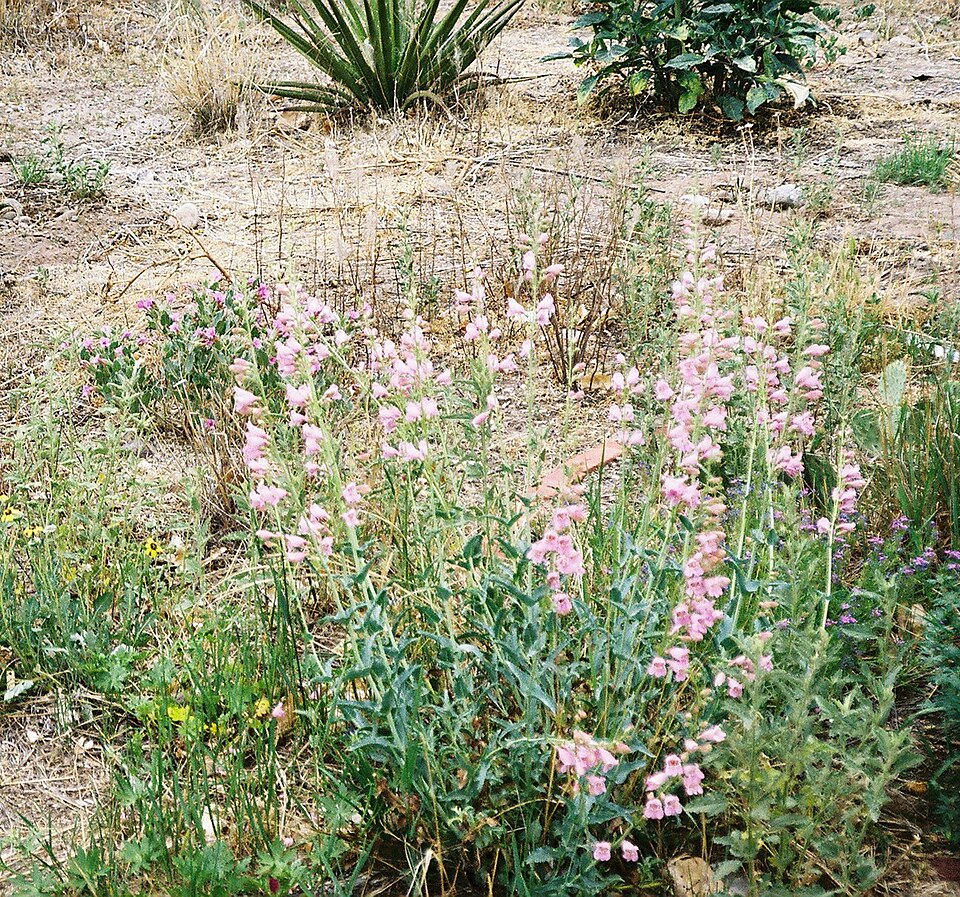 File:Xeriscape1.jpg
