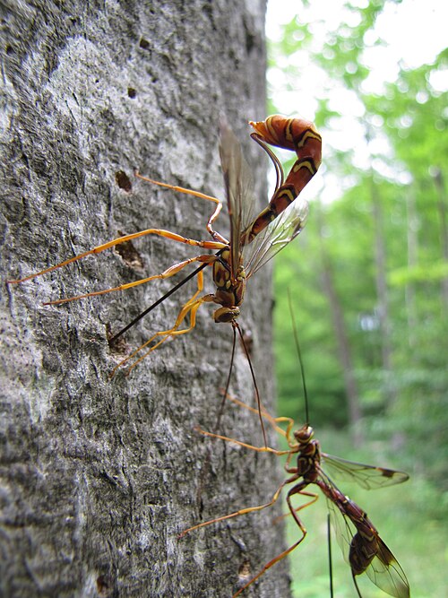 File:Ichneumon wasp (Megarhyssa macrurus lunato) (7686081848).jpg