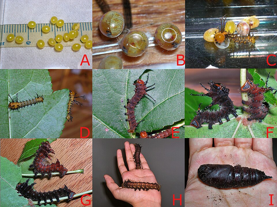 File:Larval development- Imperial moth.JPG