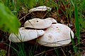 Image 2Ferula mushroom in Bingöl, Turkey. This is an edible type of mushroom. (from Mushroom)