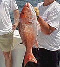 Fisherman with a northern red snapper catch