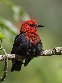 Samoan myzomela Myzomela nigriventris ♂ Samoa