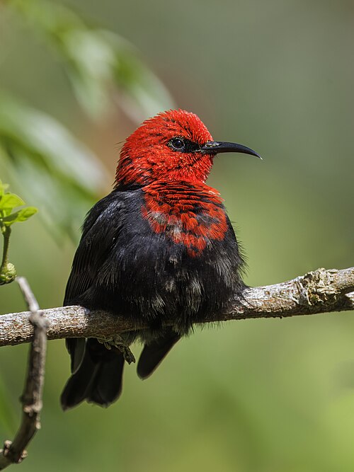 File:Samoan myzomela (Myzomela nigriventris) male Upolu.jpg