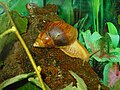? Achatina dimidiata