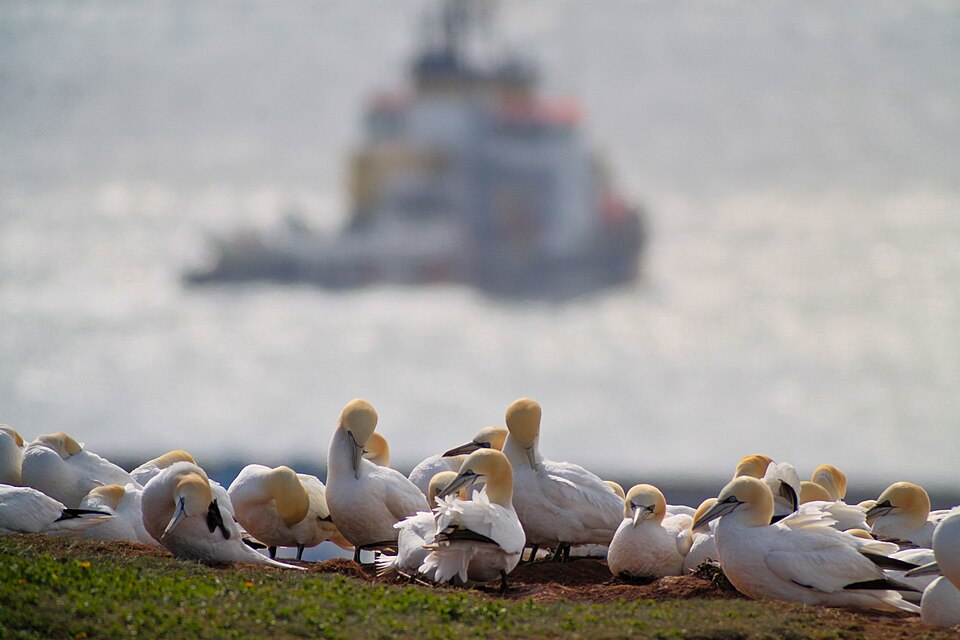 File:Basstölpelkolonie auf Helgoland.jpg