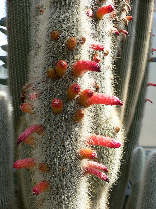 File:Cleistocactus strausii2.jpg