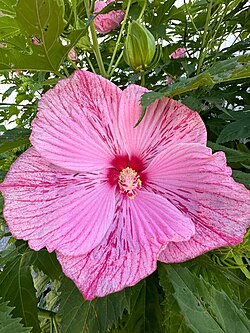 A macrophoto of a crimsoneyed rosemallow flower