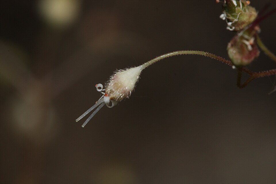 File:Heuchera micrantha 1586.JPG