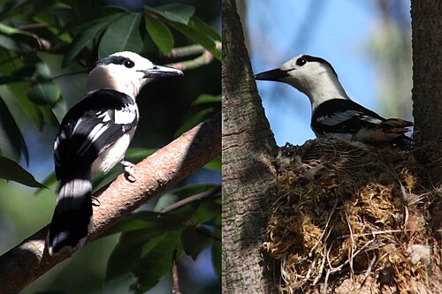 Hook-billed vanga Vanga curvirostris ♀ Madagascar