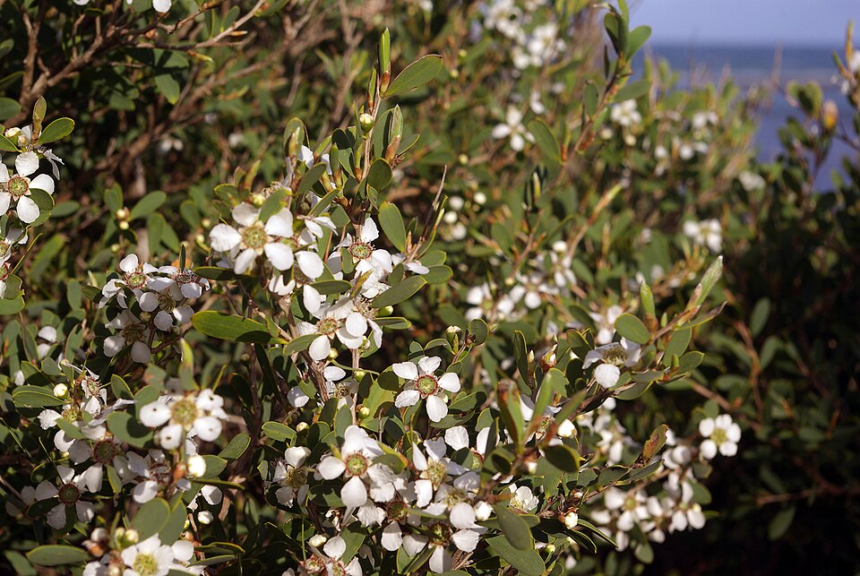 File:Leptospermum laevigatum flowers and foliage.jpg
