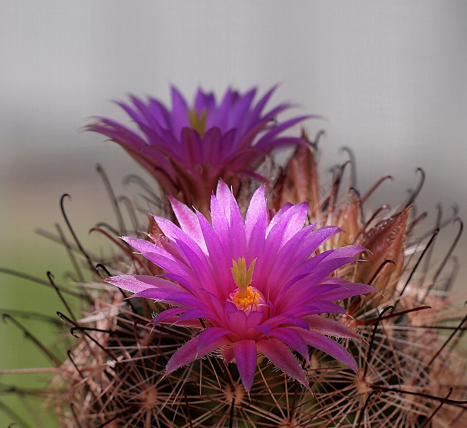 File:Mammillaria meridiorosei (8701319434).jpg