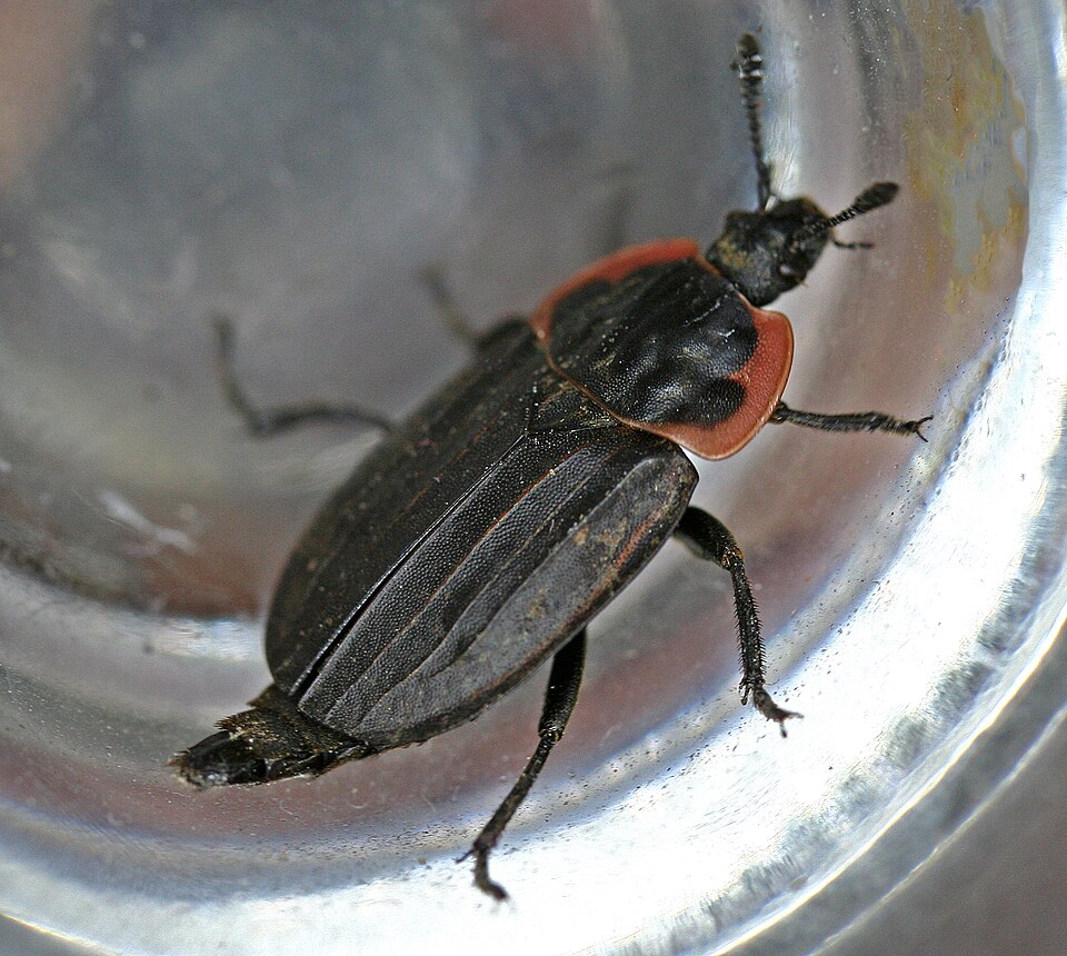 File:Margined Carrion Beetle (Oiceoptoma noveboracense).jpg