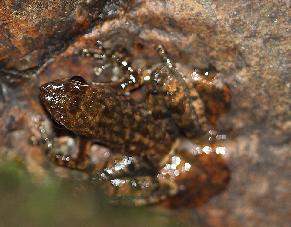 File:Micrixalus specca.JPG