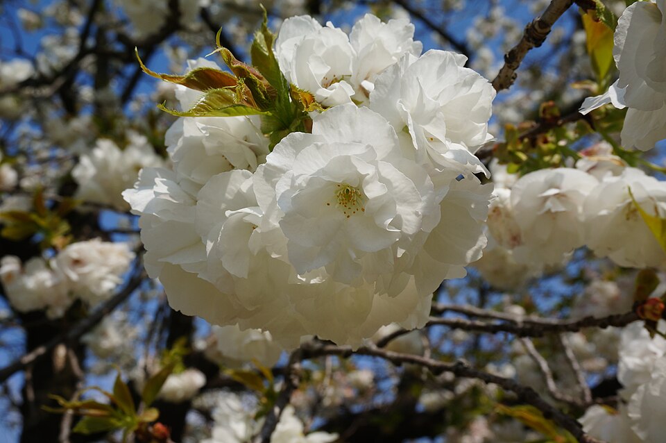 File:Prunus 'Shirotae' シロタエ.jpg