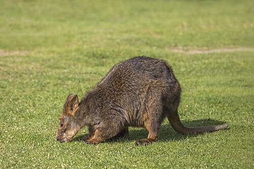 Tasmanian pademelon Thylogale billardierii Australia