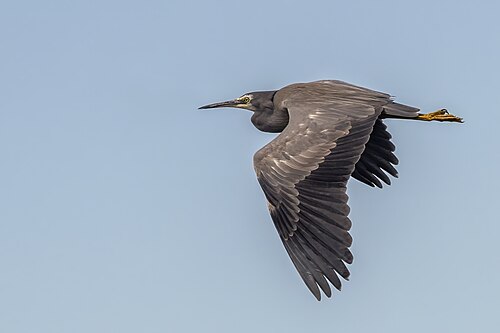 White-faced heron Egretta novaehollandiae Australia