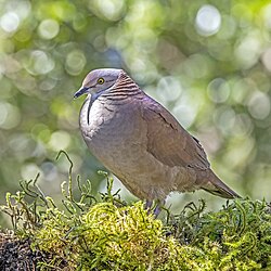 White-throated quail-dove Zentrygon frenata bourcieri Colombia