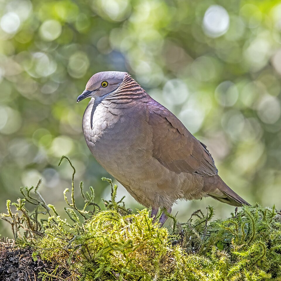 File:White-throated quail-dove (Zentrygon frenata bourcieri) Caldas.jpg