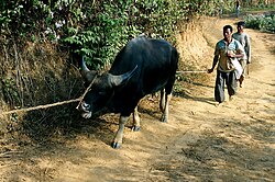 Black bovid with humans