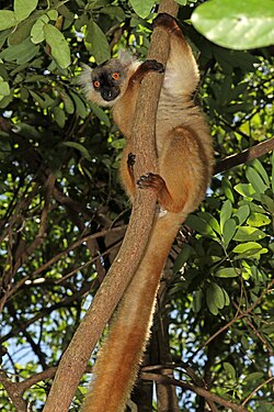 Female black lemur at Lokobe Strict Reserve, Nosy Be